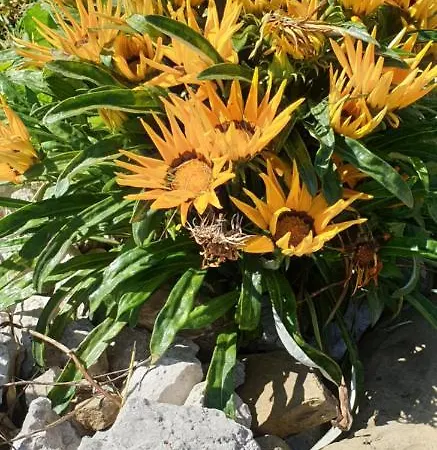 Bed & Breakfast Stella Del Cilento Cilento National Park